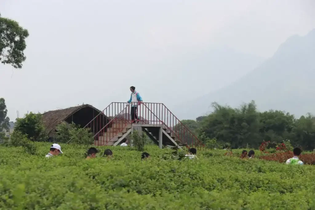 26-degrees-farm-maze-12