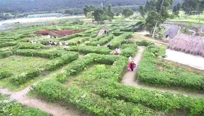 26-degrees-farm-maze-2