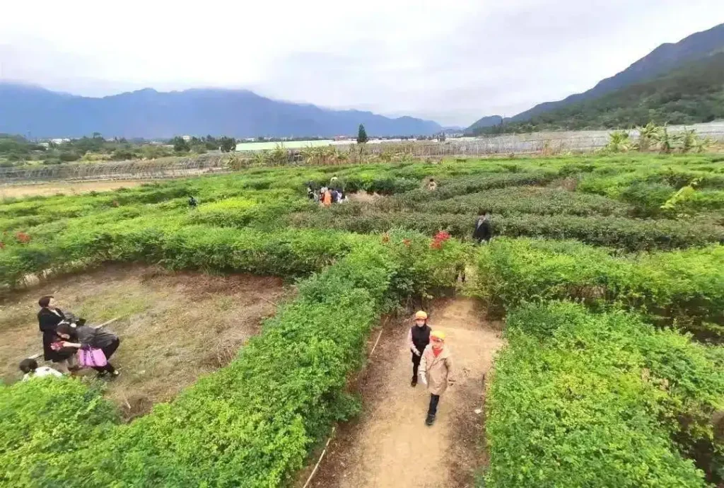 26-degrees-farm-maze-3