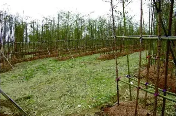 ainong-lake-bamboo-maze-5