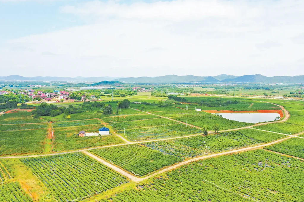 dongxiang-maze-6