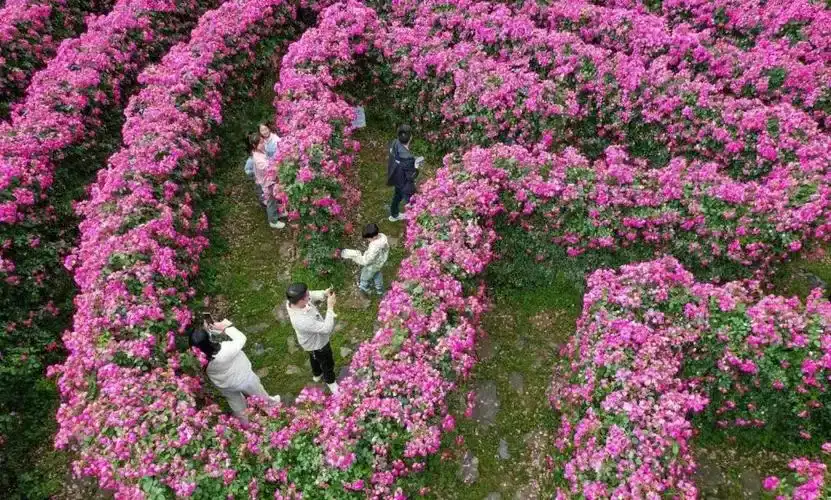 flowery-river-maze-14