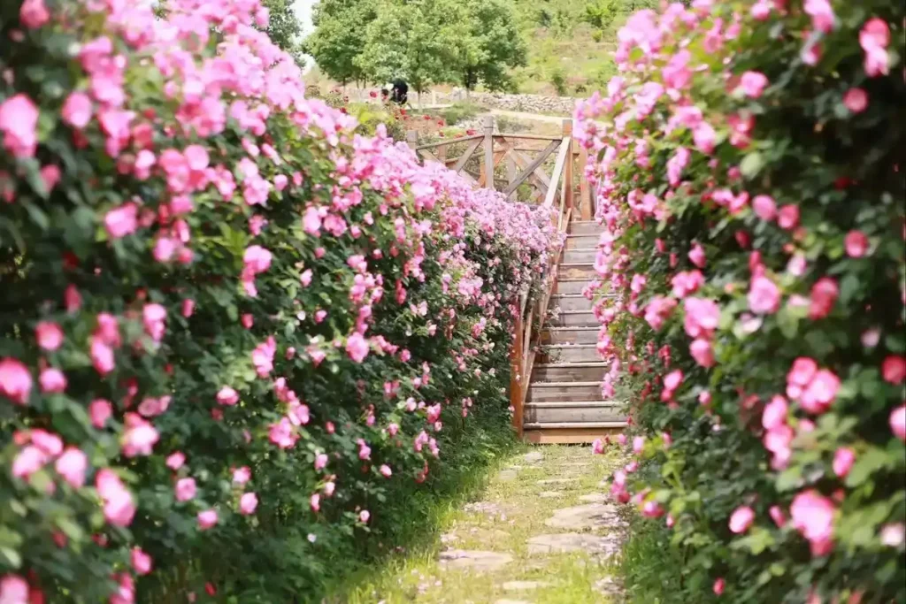 flowery-river-maze-3