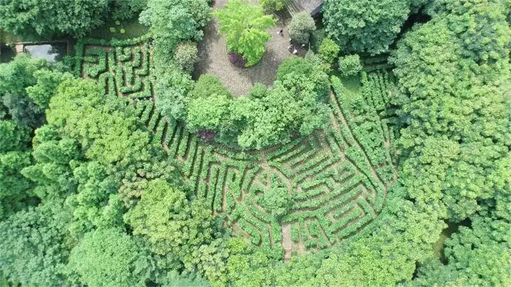 hibiscus-maze-at-nanshan-park-3