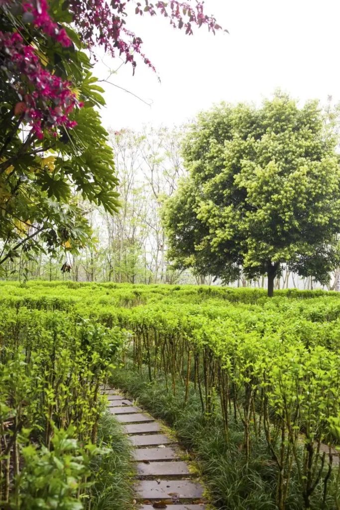 hibiscus-maze-at-nanshan-park-5