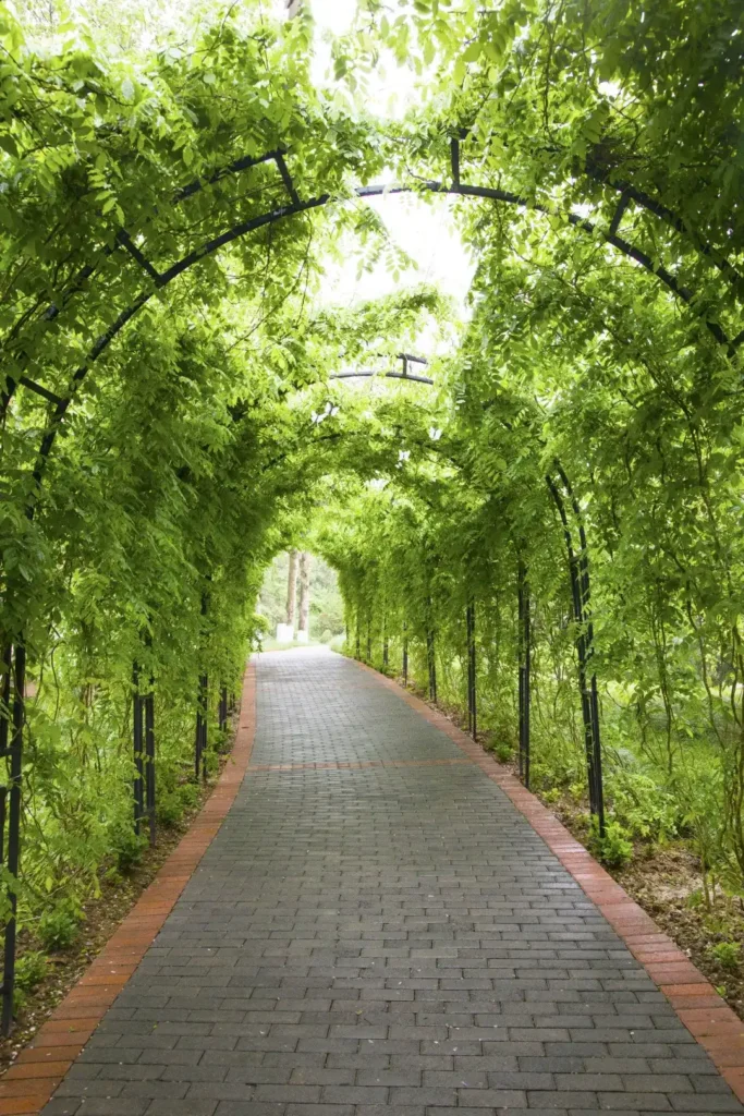 hibiscus-maze-at-nanshan-park-8