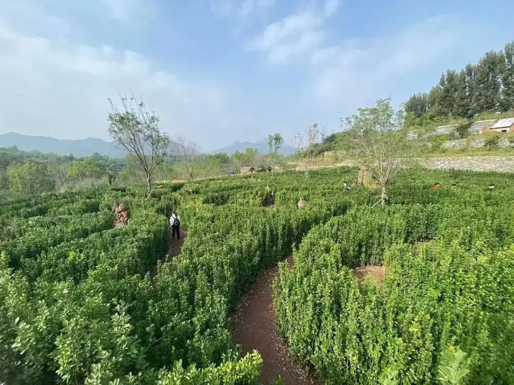jungle-maze-2