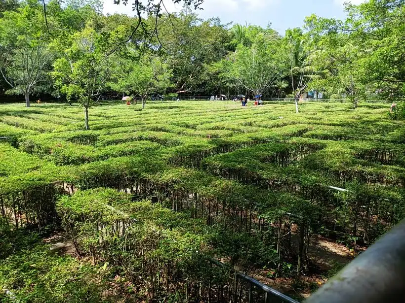 plant-maze-maoming-forest-park-7