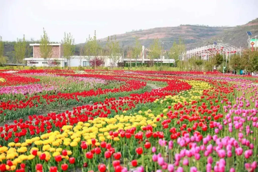shahe-hongshigou-plant-maze-11