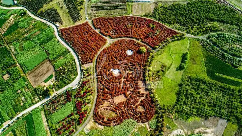 taichuang-plant-maze-4
