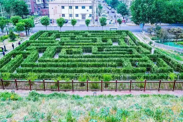 xiaoyue-plant-maze-2