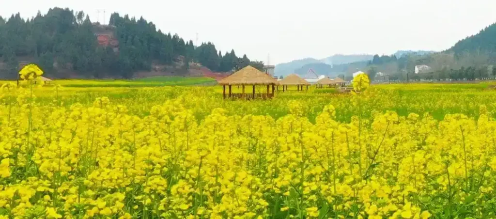 yonghe-maze-2