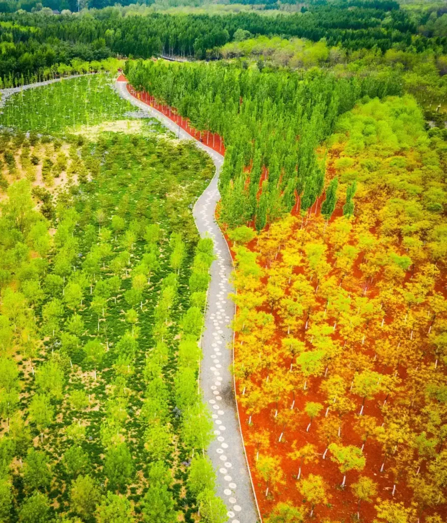 chaolai-forest-park-maze-5