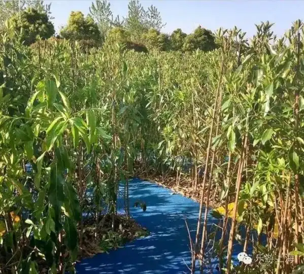 jinshan-maze-7