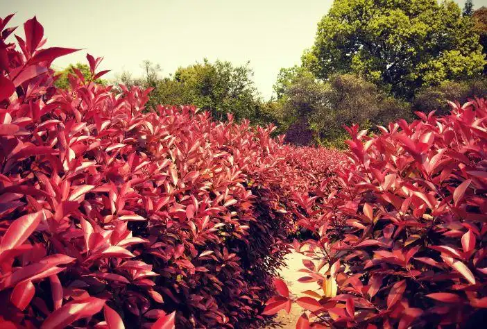 liangfeng-maze-7