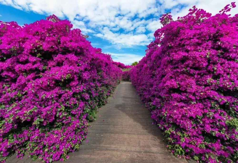 mile-taiping-lake-maze-4