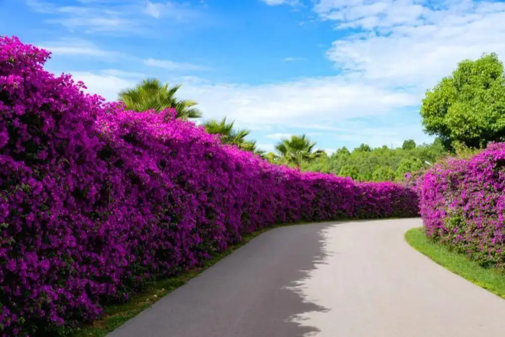 mile-taiping-lake-maze-5
