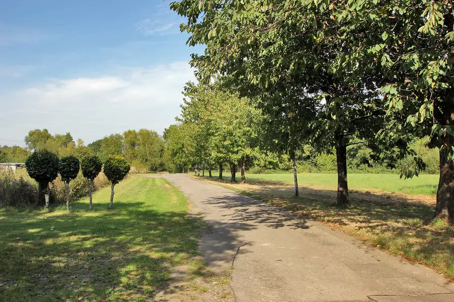 badsell-park-farm-maze-6