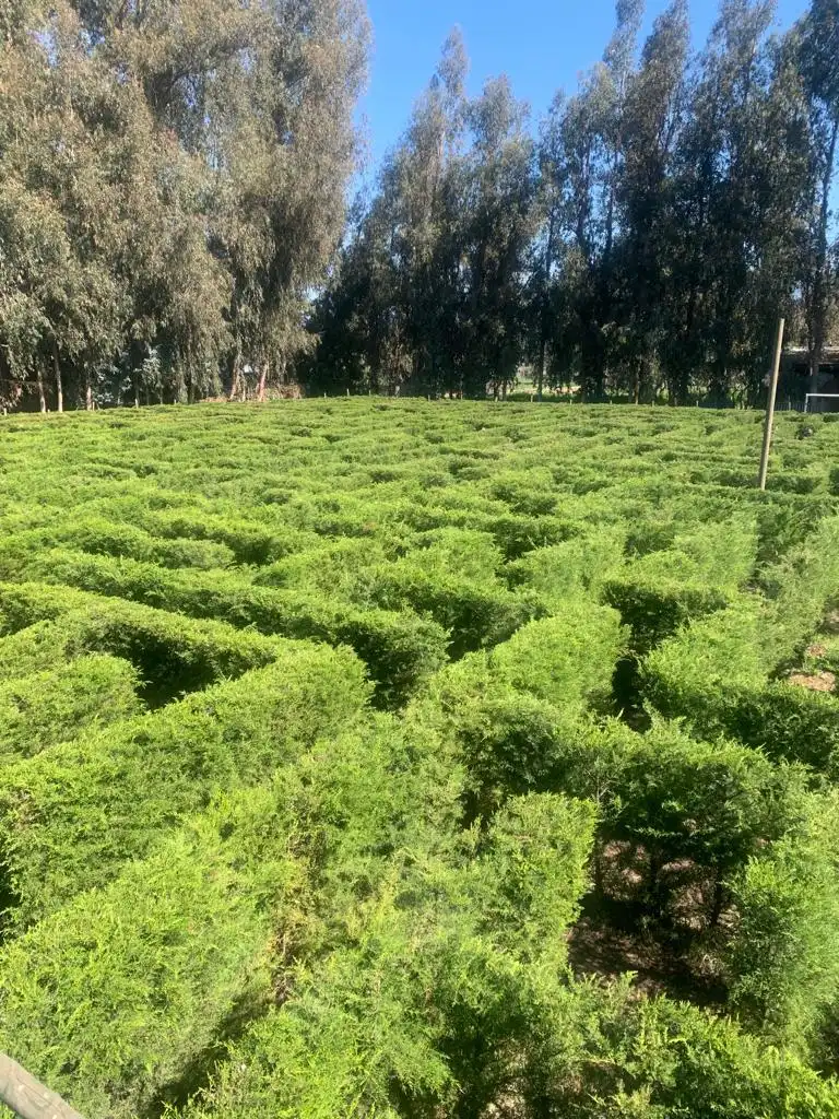 laberinto-san-fernando-2