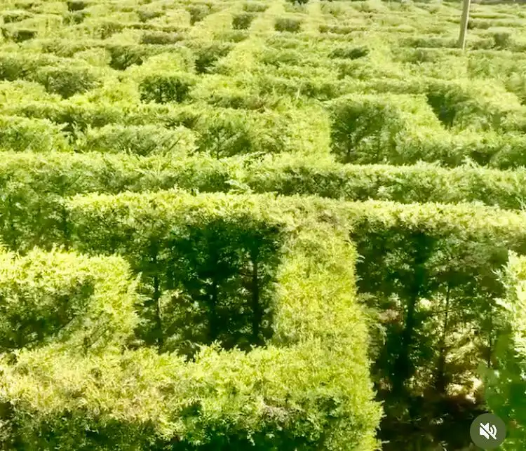 laberinto-san-fernando-3