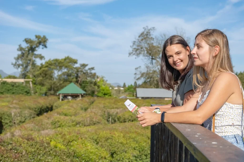 redberry-farm-maze-3