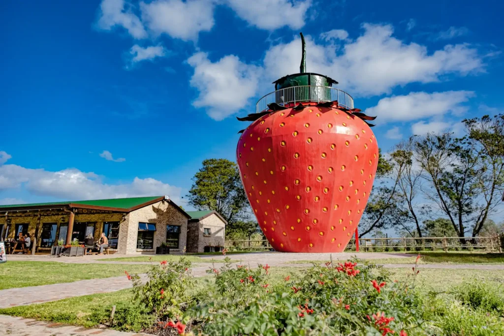 redberry-farm-maze-5