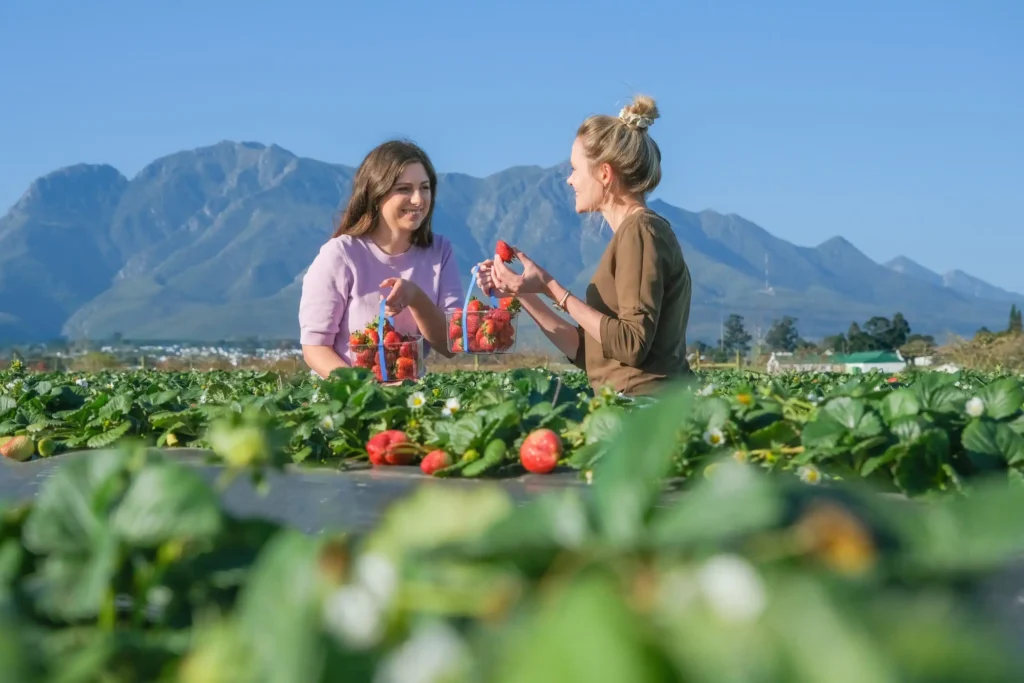 redberry-farm-maze-6