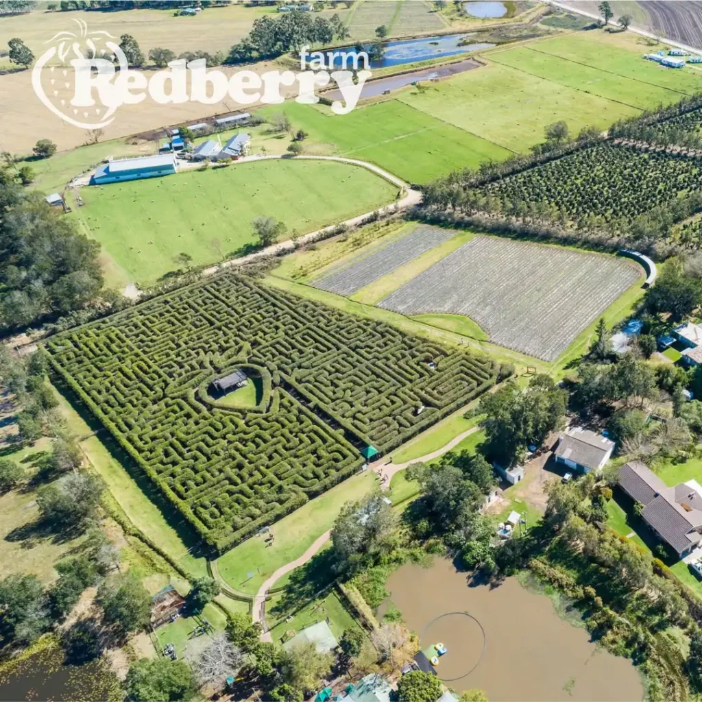 redberry-farm-maze-7