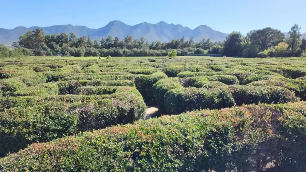 redberry-farm-maze-8