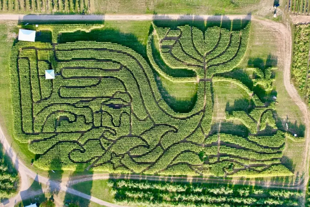 treworgy-family-orchards-corn-maze-2