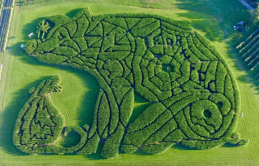 treworgy-family-orchards-corn-maze-3