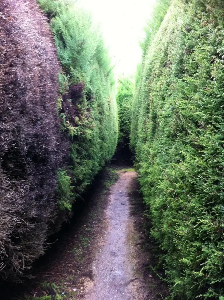wandiligong-maze-6
