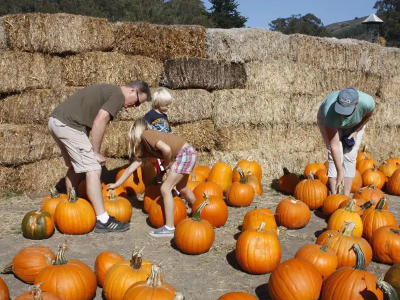 arata-pumkin-farm-maze-6