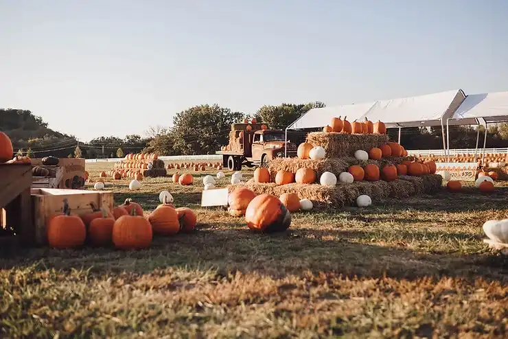 brookdale-farm-maze-11