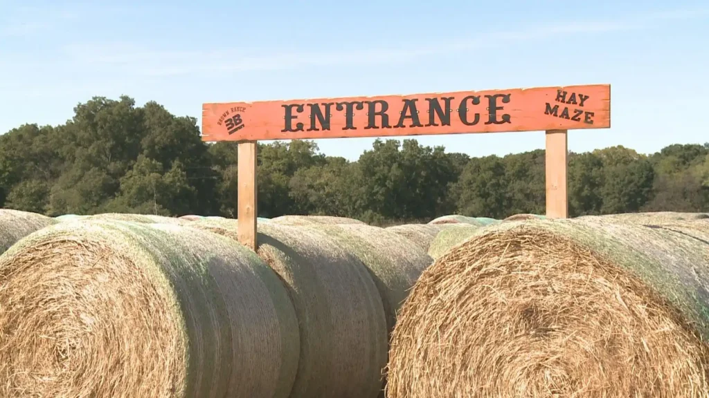 brown-ranch-hay-maze-8