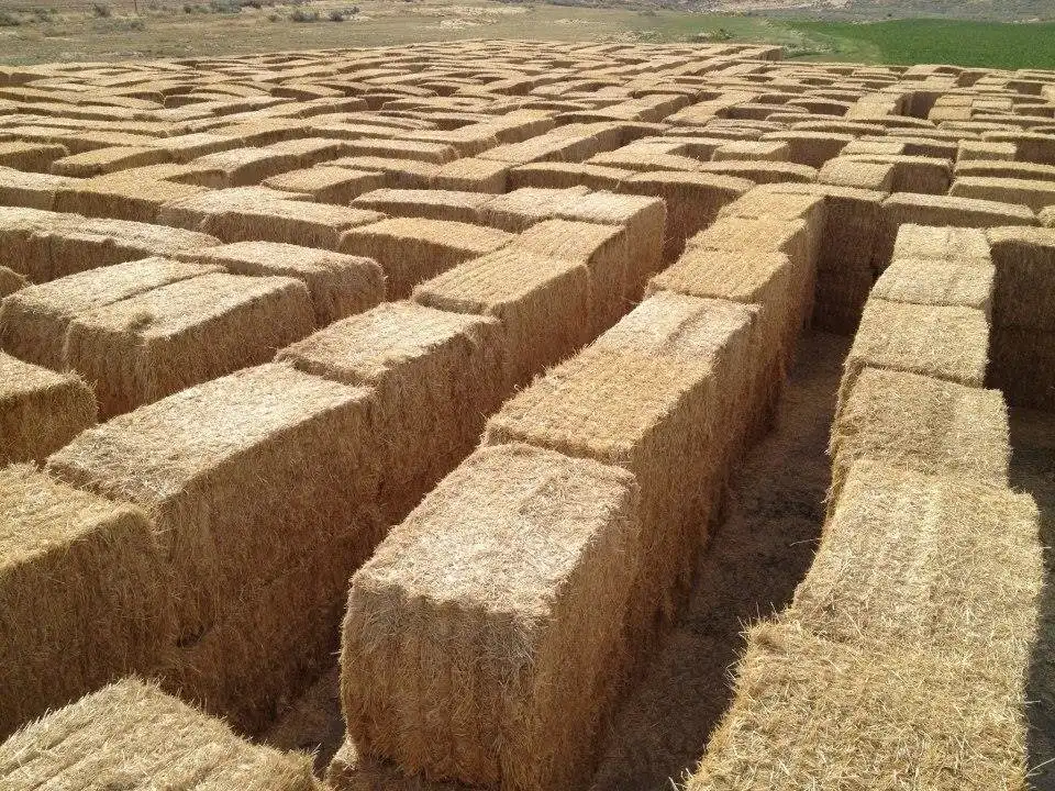 burley-straw-maze-10