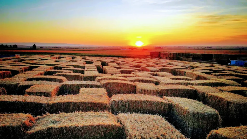 burley-straw-maze-9