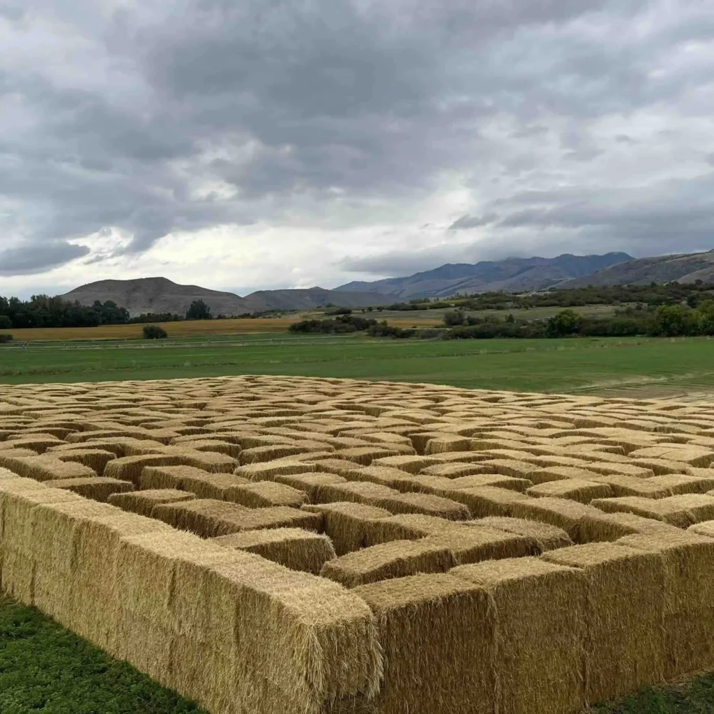 cache-valley-straw-maze-9