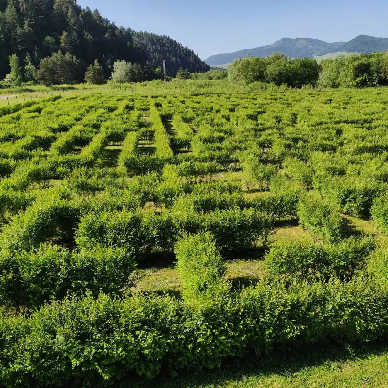 devils-rock-hedge-maze-2