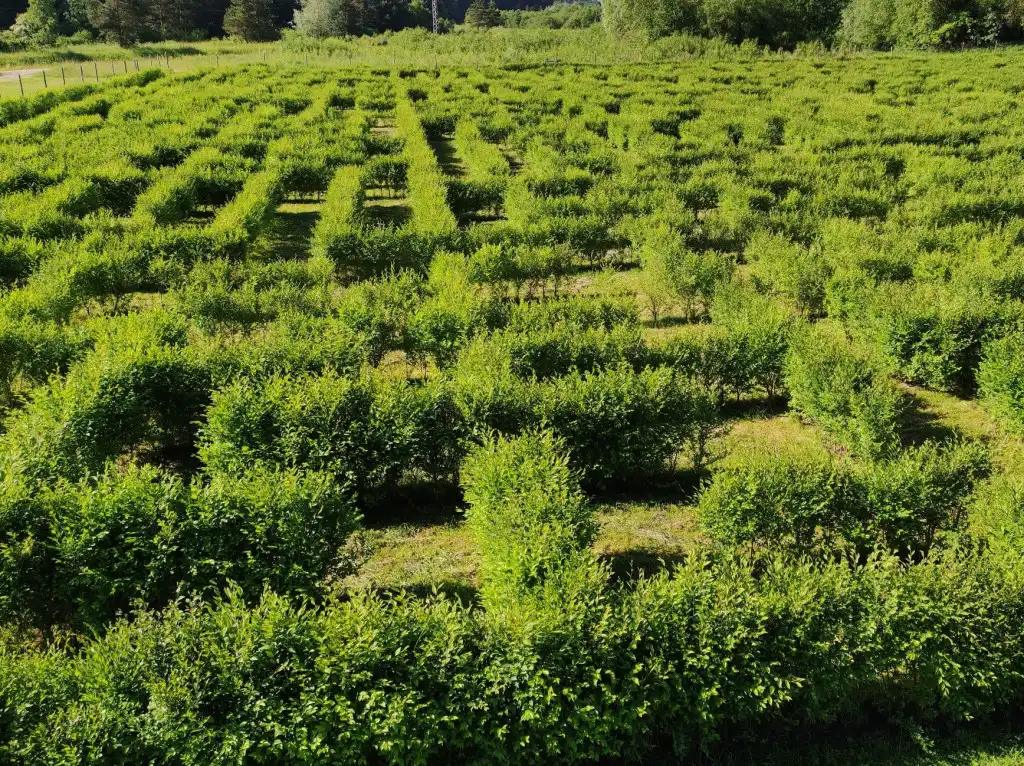 devils-rock-hedge-maze-5