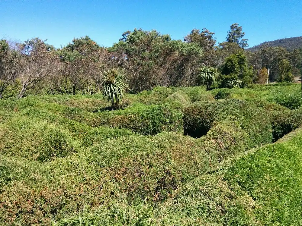 glengarry-bush-maze-4