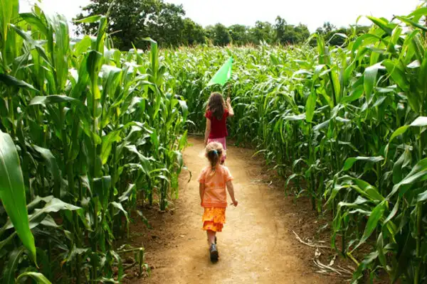 great-godfrey-maze-7