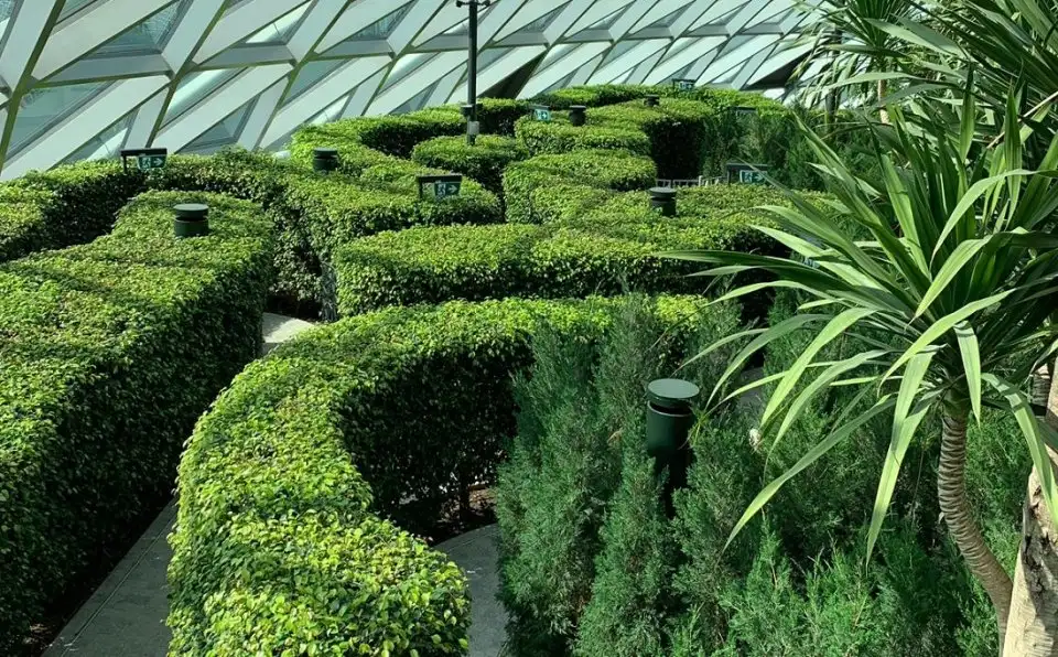 hedge-maze-canopy-park-8