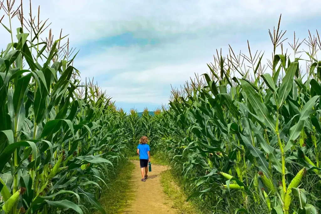 le-grand-labyrinthe-de-lanaudière-5