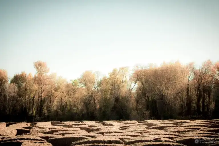 rexburgs-original-straw-maze-2