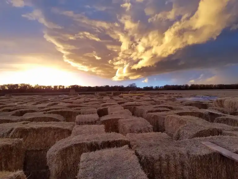 rexburgs-original-straw-maze-6