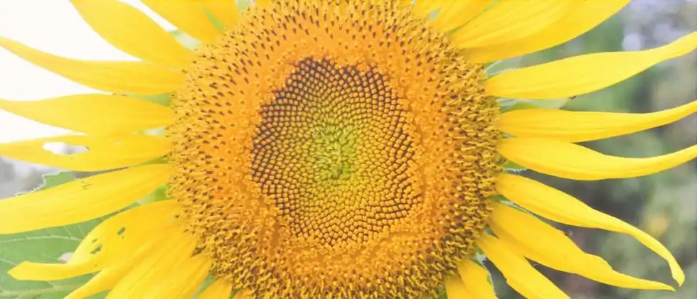 trask-family-farms-maze-11