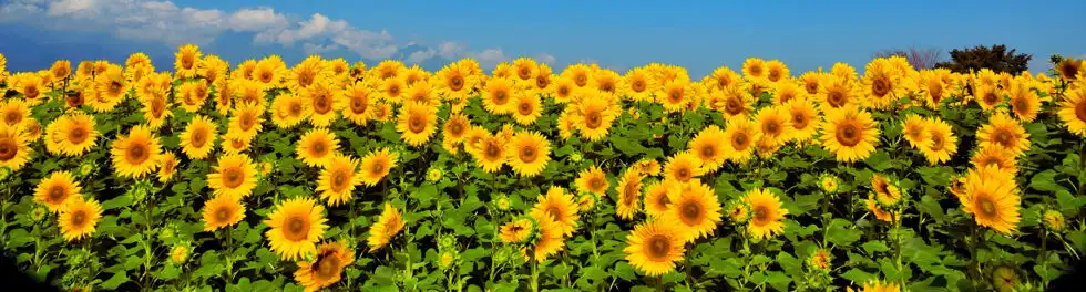 trask-family-farms-maze-12