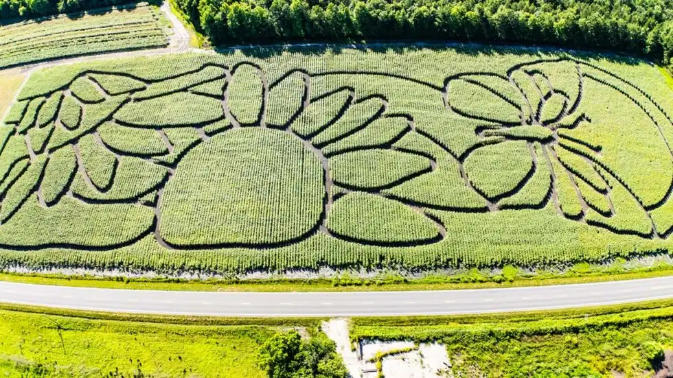 trask-family-farms-maze-7