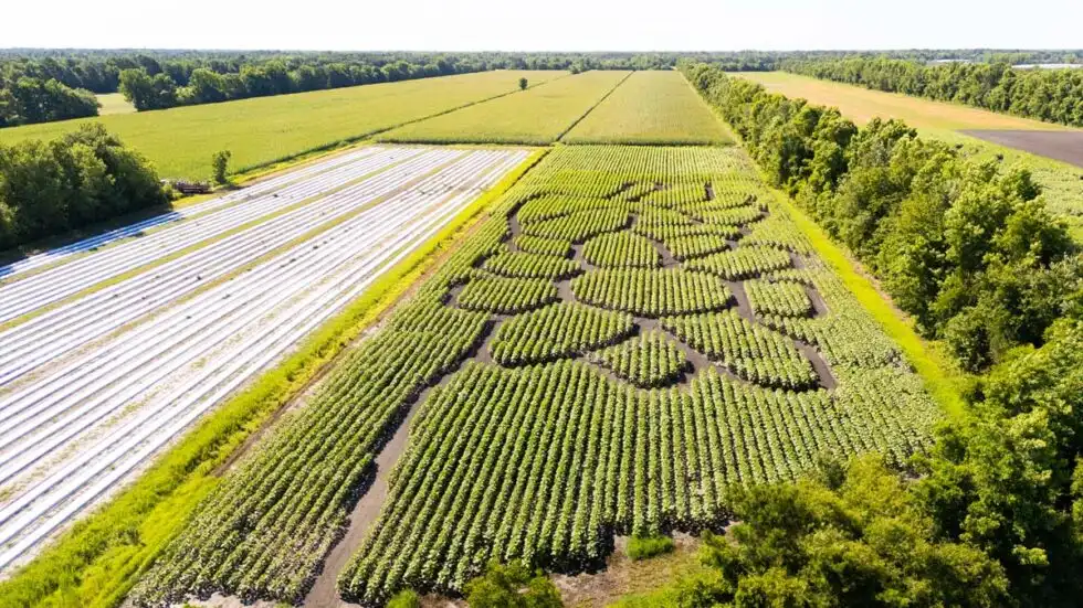 trask-family-farms-maze-8